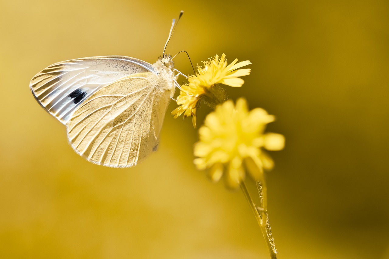 Exploring Symmetry: Butterfly Crafts for Kids